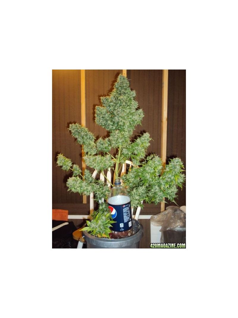 AutoMazar (X Seeds), Фасовка: 5