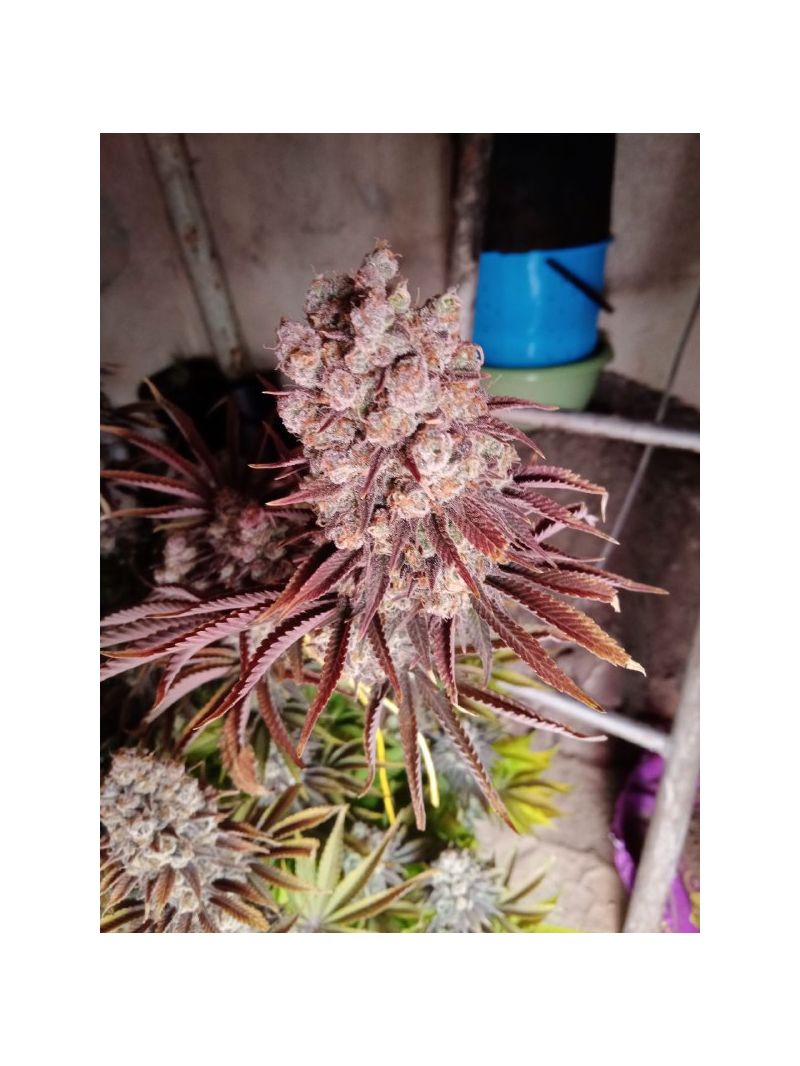 Strawberry Banana, Фасовка: 1, изображение 3