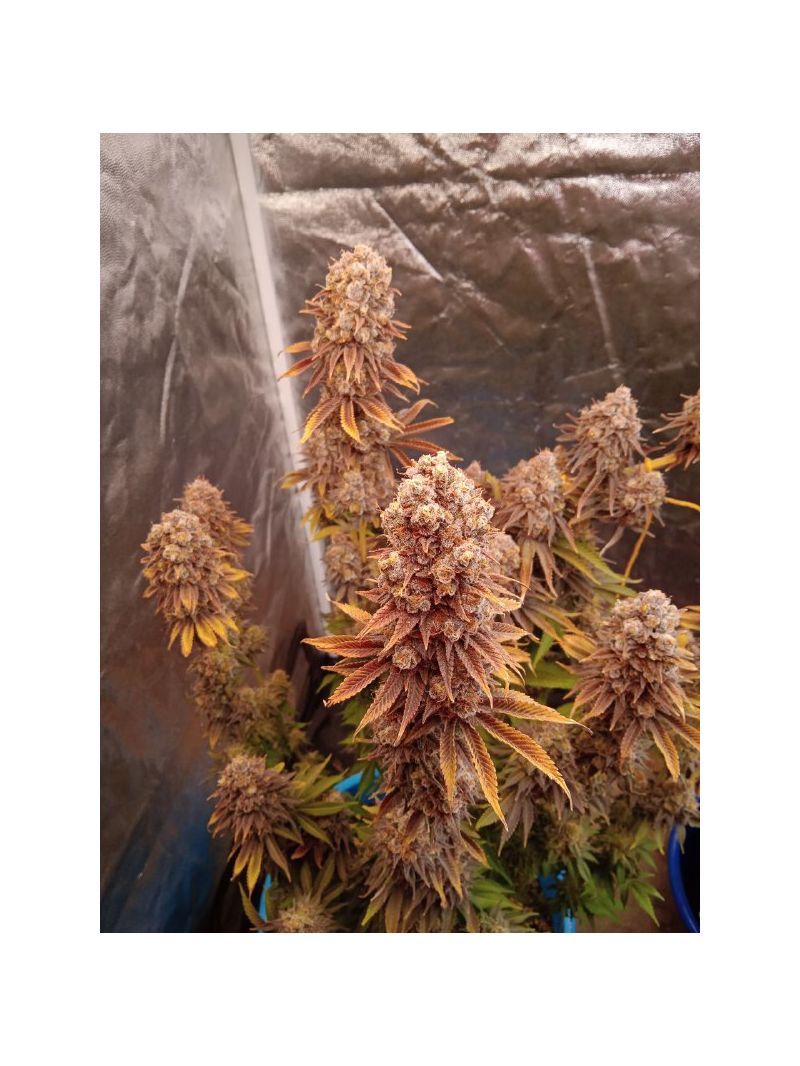 Ice Cream Ghost Train, Фасовка: 3, изображение 2