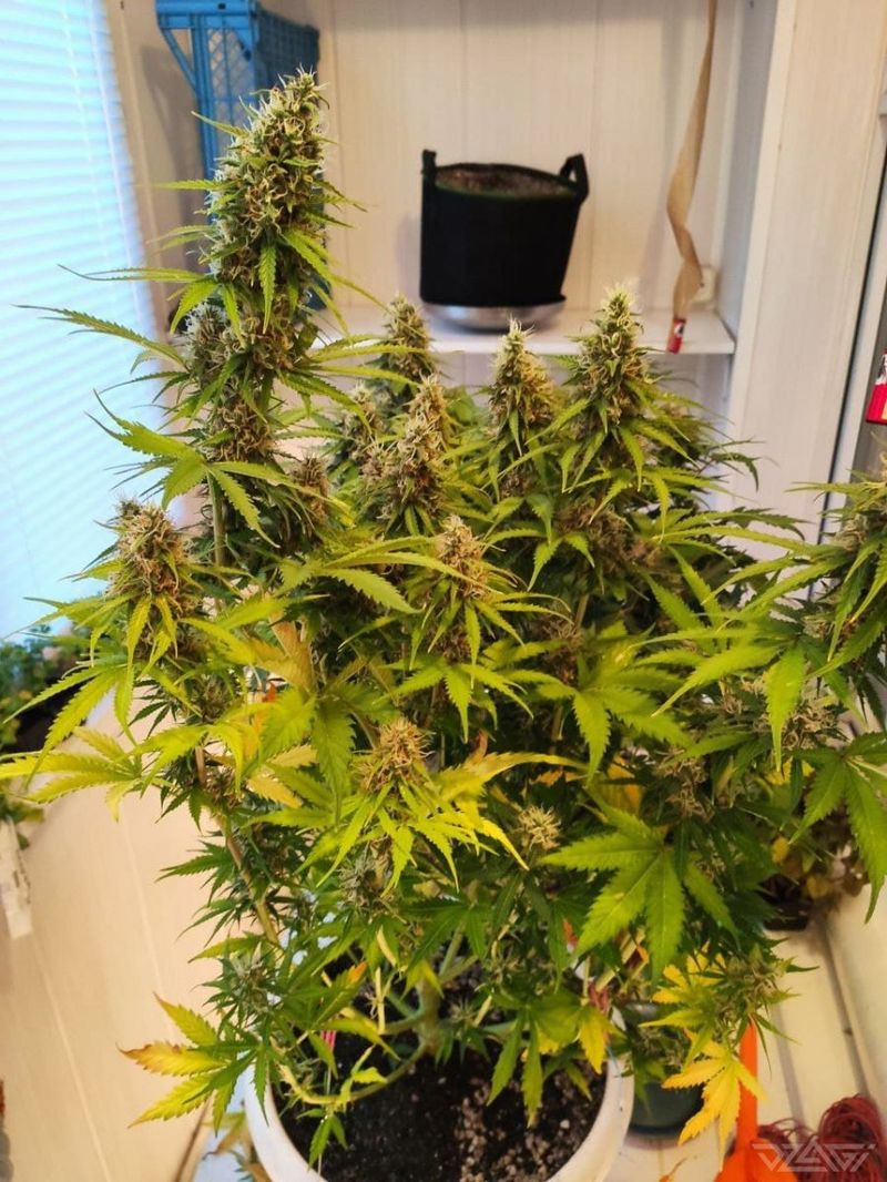 Animal Face Auto, Фасовка: 10, изображение 2