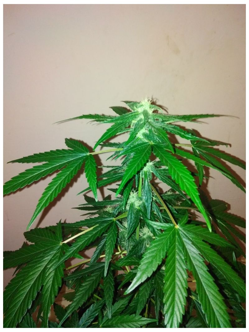 Girl Scout Cookies Auto, Фасовка: 3, изображение 2