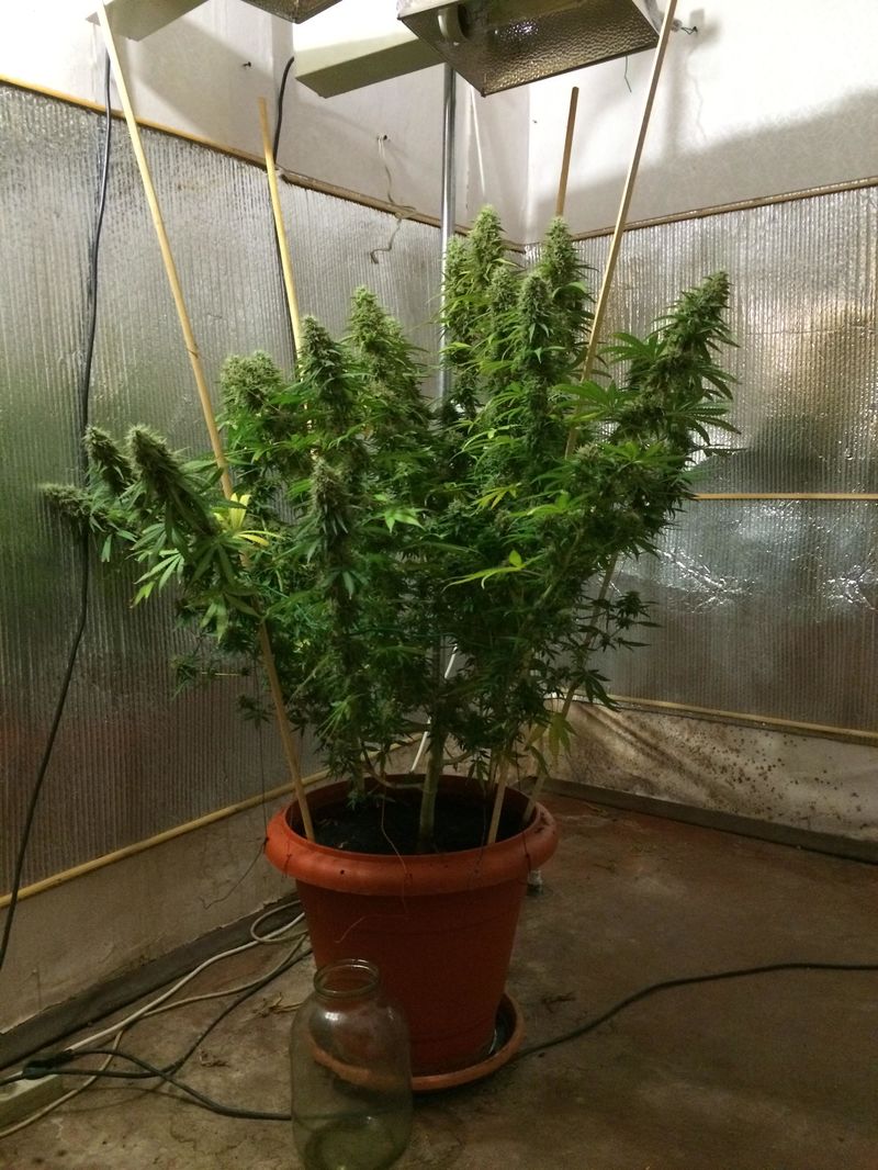 Tangerine Dream, Фасовка: 3, изображение 4