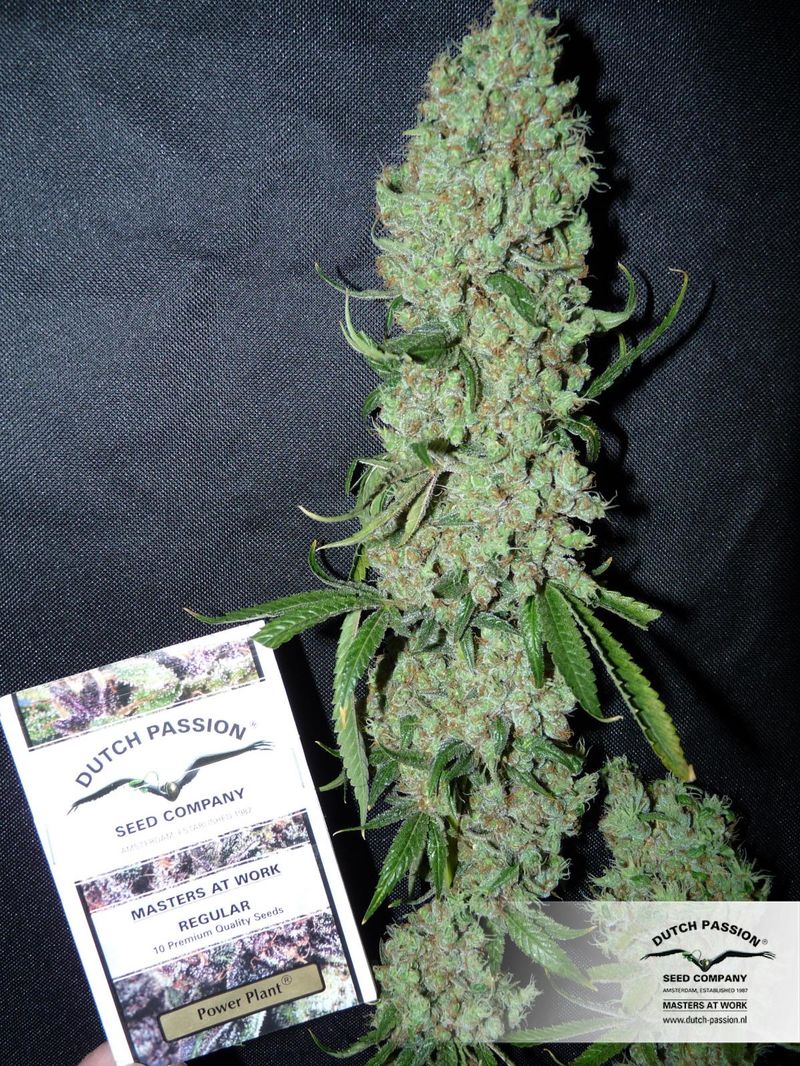 Power Plant, Фасовка: 3, изображение 3