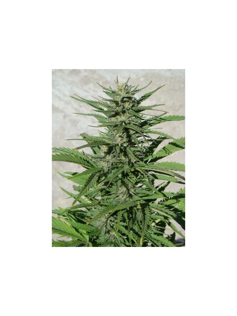 Durban Poison Auto, Фасовка: 3, изображение 5