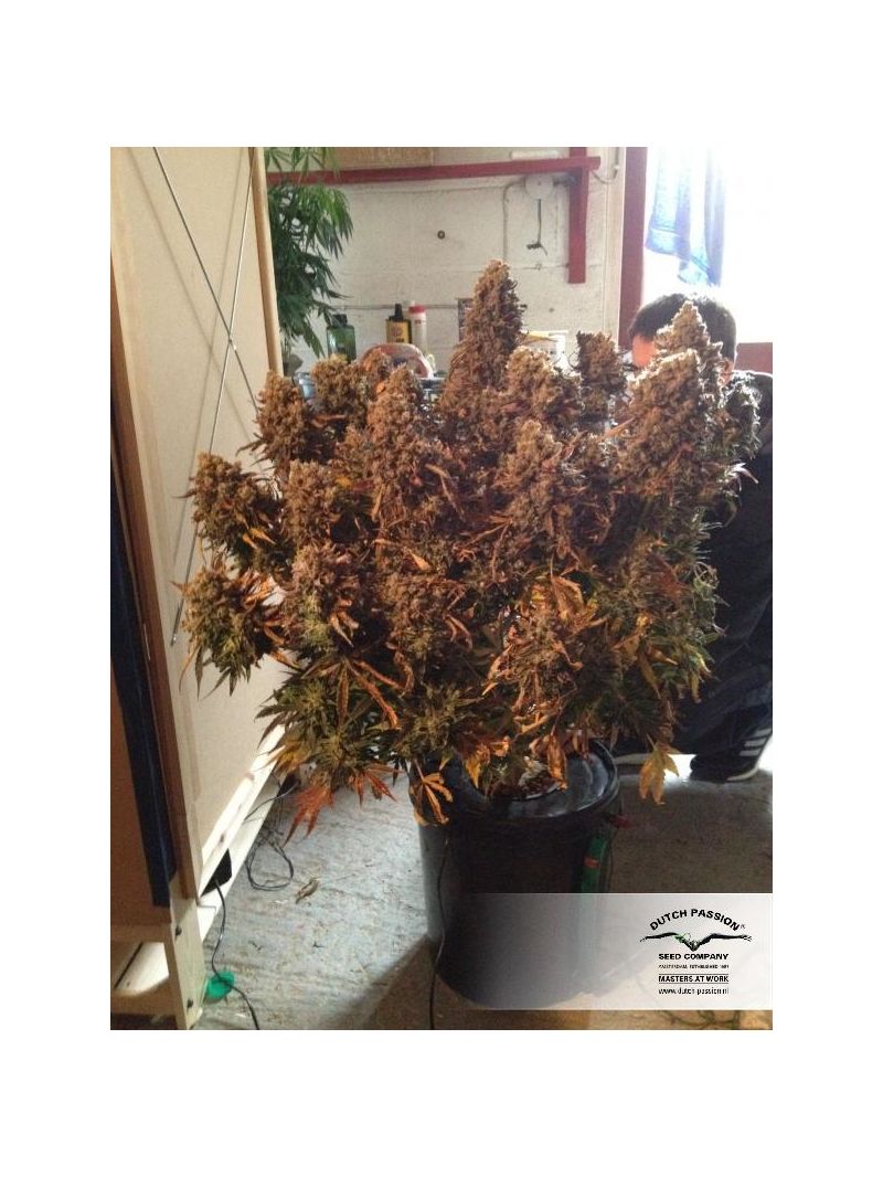 Think Different, Фасовка: 3, изображение 3