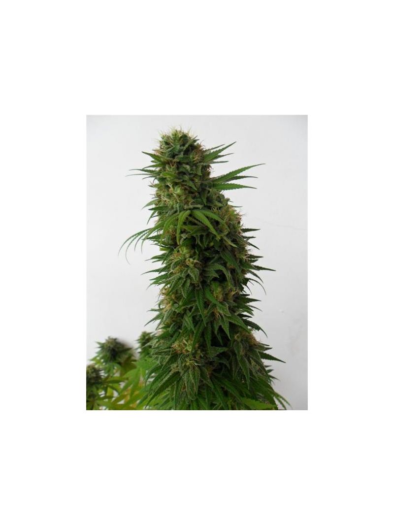 Snow Bud, Фасовка: 3, изображение 2