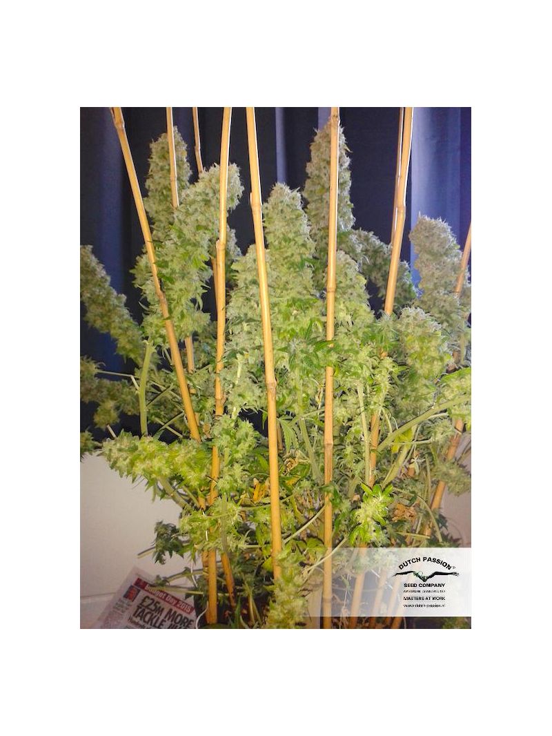 Euforia Auto, Фасовка: 3, изображение 2