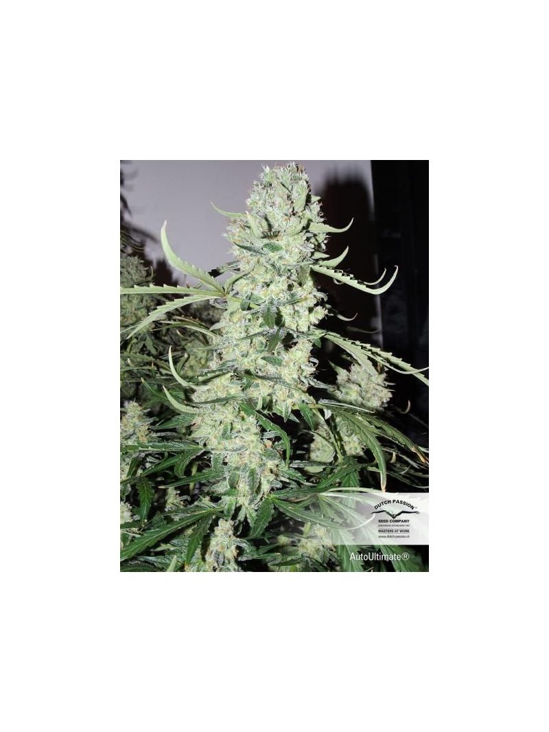 Ultimate Auto, Фасовка: 3, изображение 2