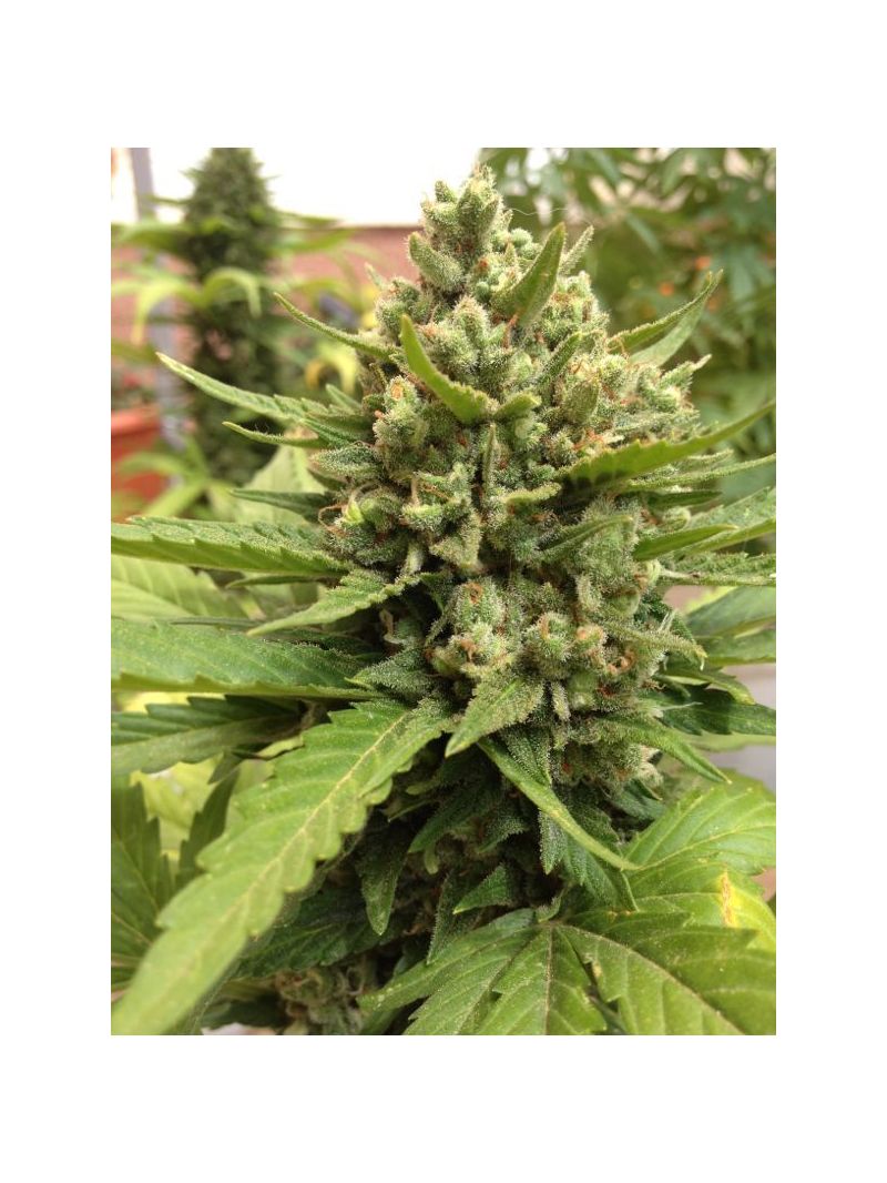 Blueberry Auto, Фасовка: 7, изображение 8