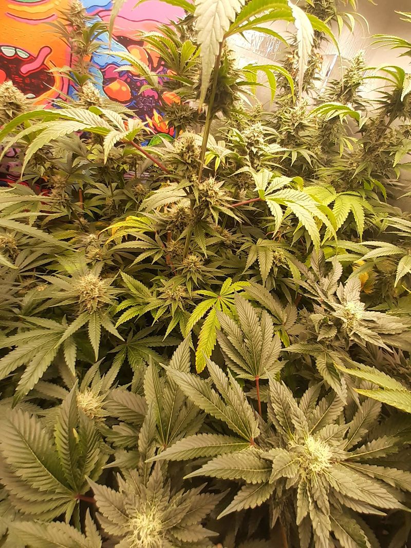 King's Juice Auto, Фасовка: 5, изображение 4