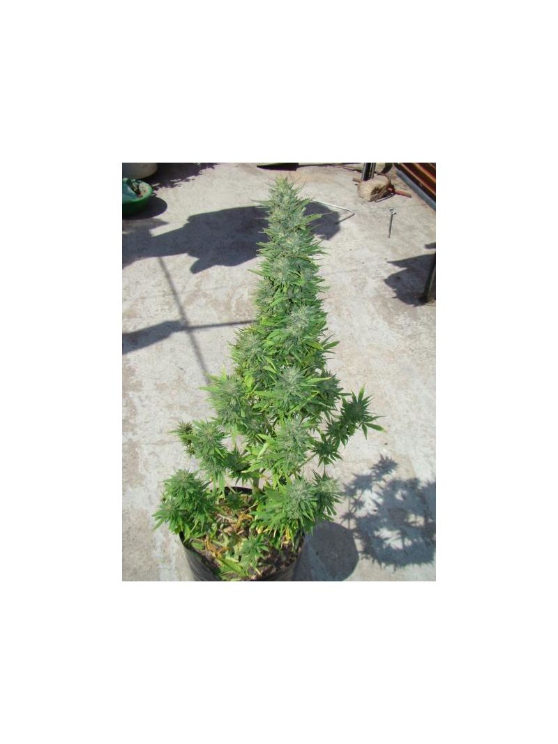 Durban Poison Auto, Фасовка: 3, изображение 10