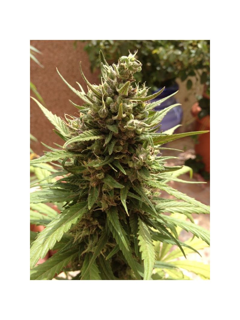 Blueberry Auto, Фасовка: 7, изображение 9