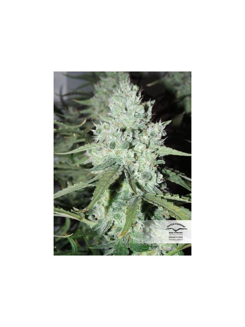 Ultimate Auto, Фасовка: 3, изображение 3