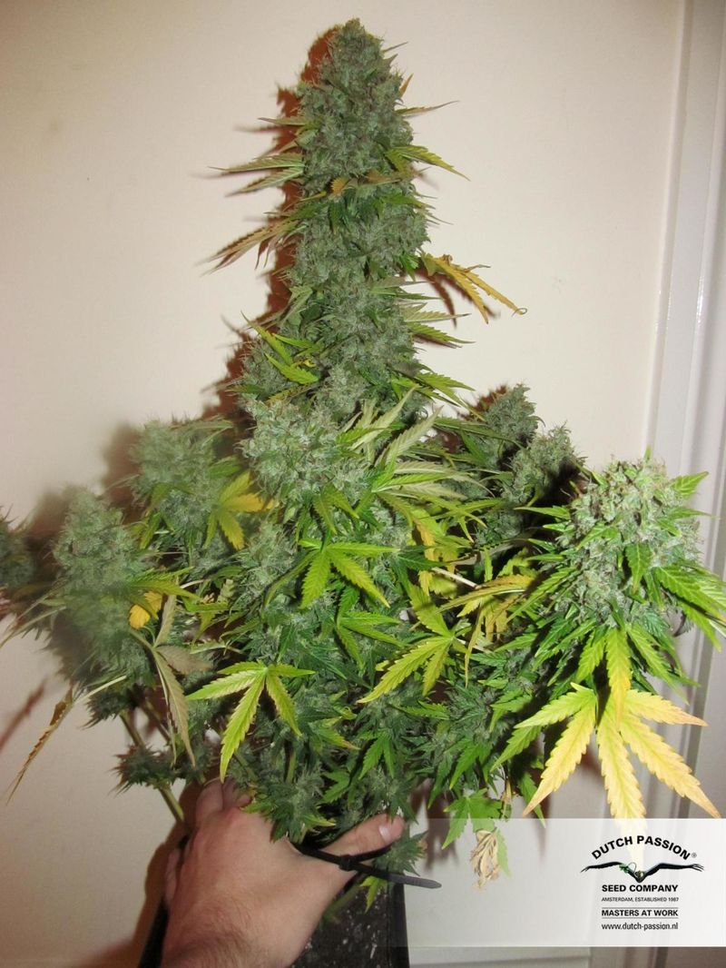 SnowStorm #2 Auto, Фасовка: 7, изображение 3