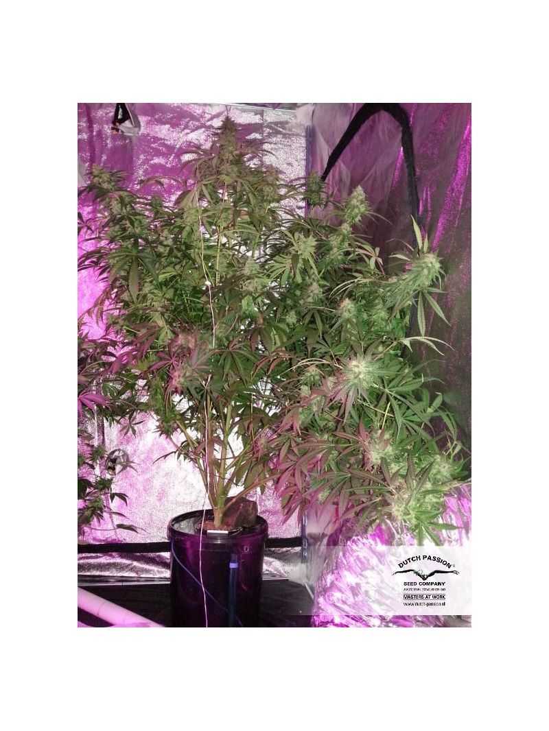 SnowStorm #2 Auto, Фасовка: 7, изображение 5