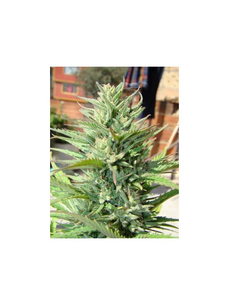 Durban Poison Auto, Фасовка: 3, изображение 9