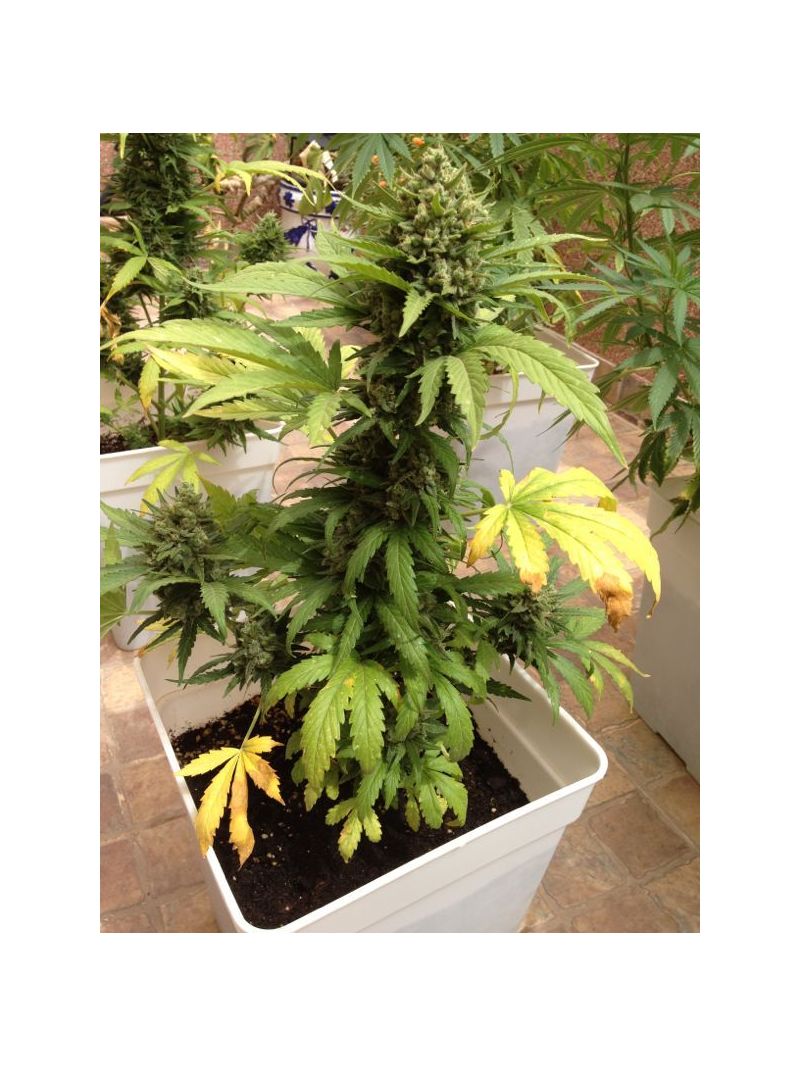 Blueberry Auto, Фасовка: 7, изображение 3