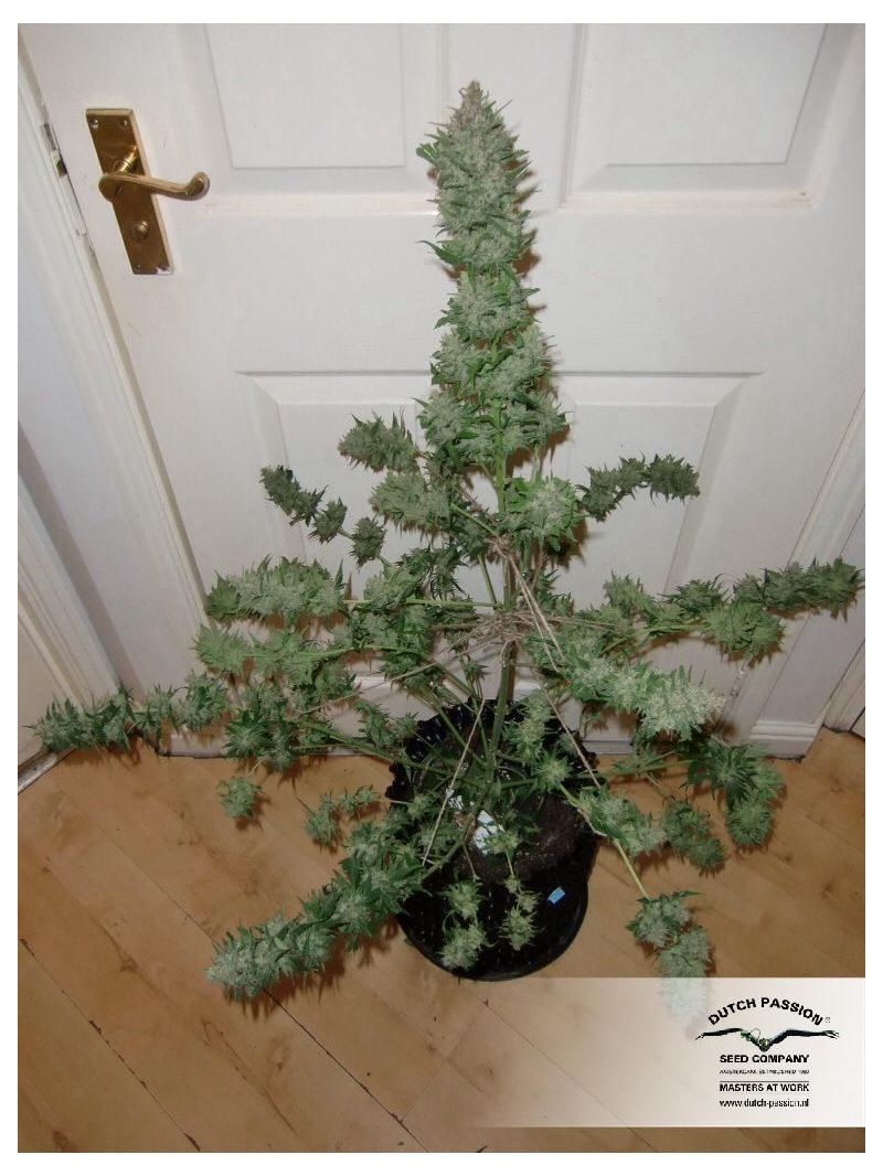 White Widow Auto, Фасовка: 3, изображение 5