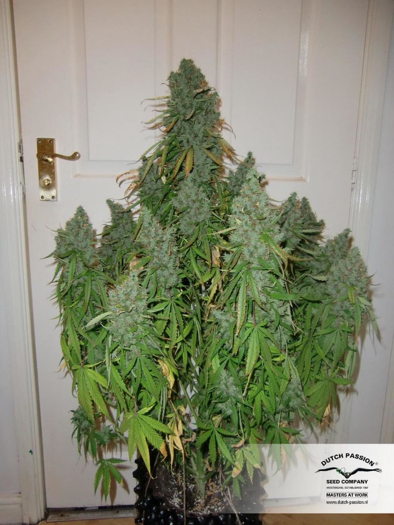 Ultimate Auto, Фасовка: 3, изображение 9