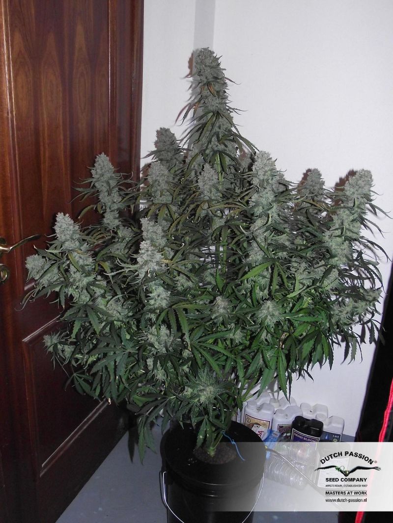 Ultimate Auto, Фасовка: 3, изображение 8