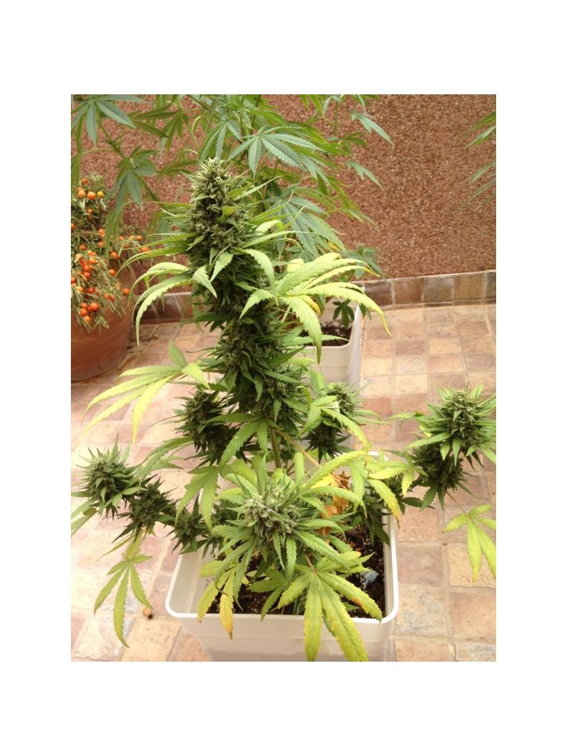 Blueberry Auto, Фасовка: 7, изображение 6