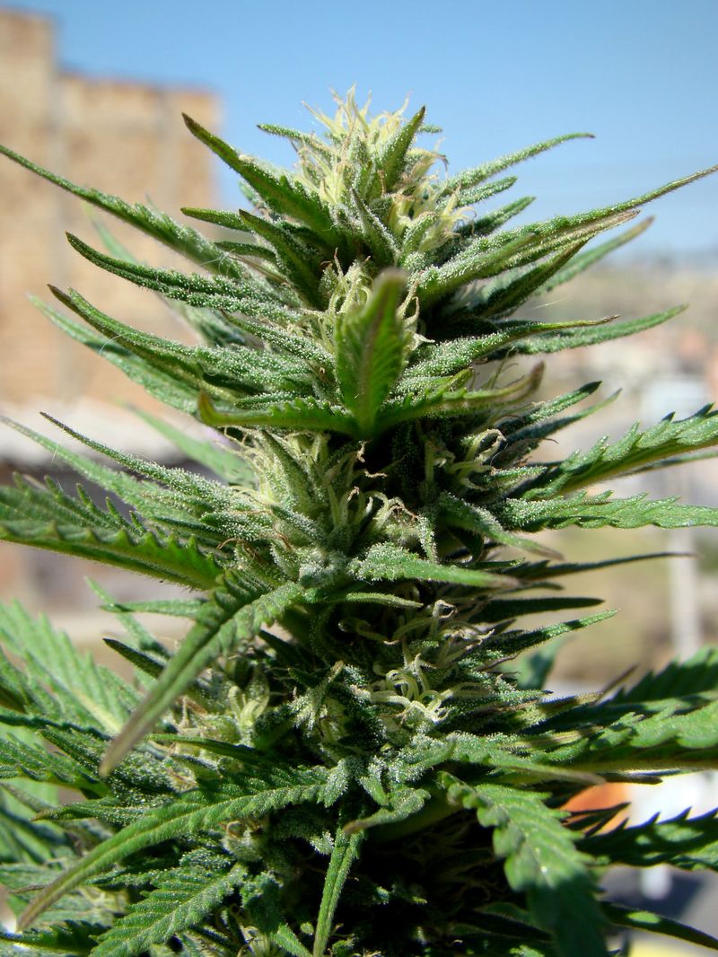 Durban Poison Auto, Фасовка: 3, изображение 4