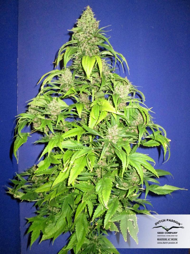 Frisian Duck, Фасовка: 3, изображение 6