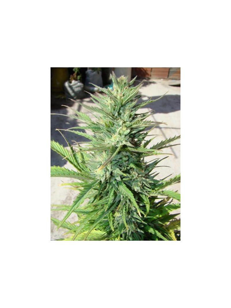 Durban Poison Auto, Фасовка: 3, изображение 7