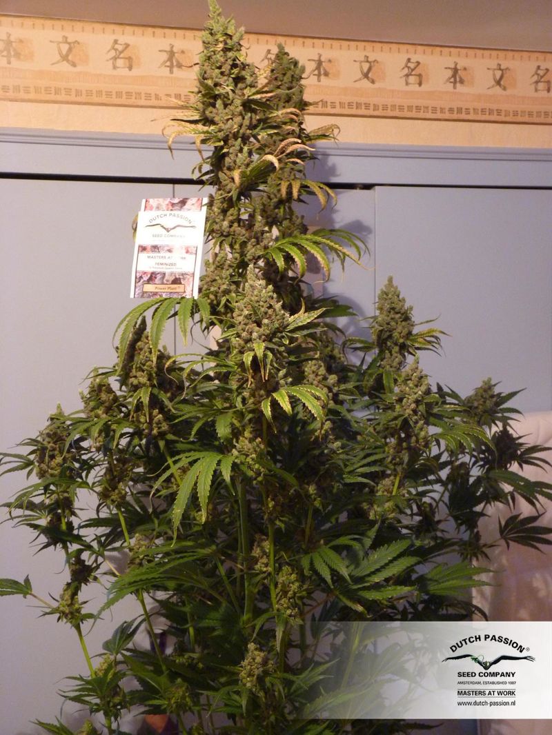 Power Plant, Фасовка: 3, изображение 8