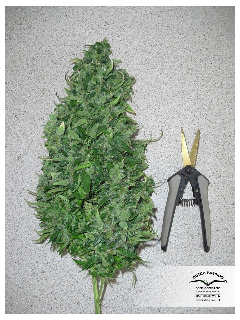 Xtreme Auto, Фасовка: 1, изображение 3