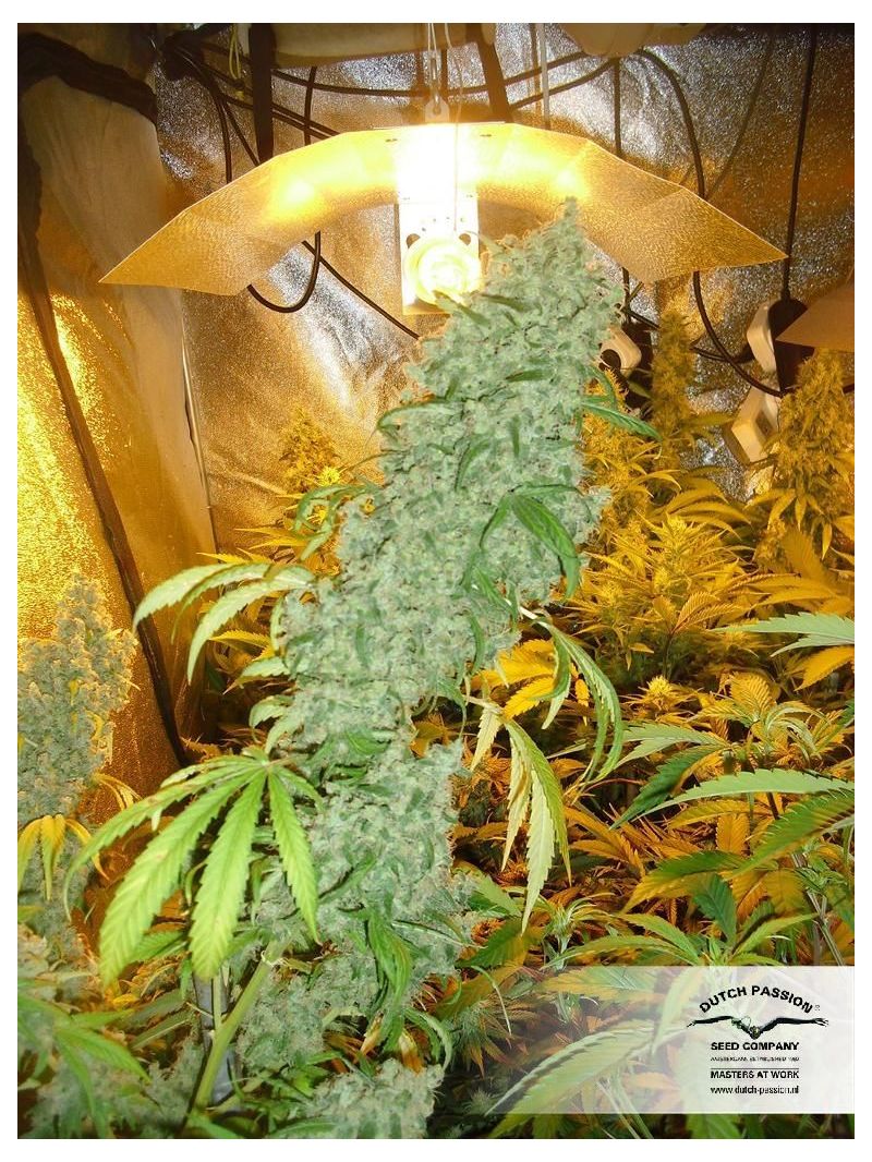 Brainstorm, Фасовка: 3, изображение 2