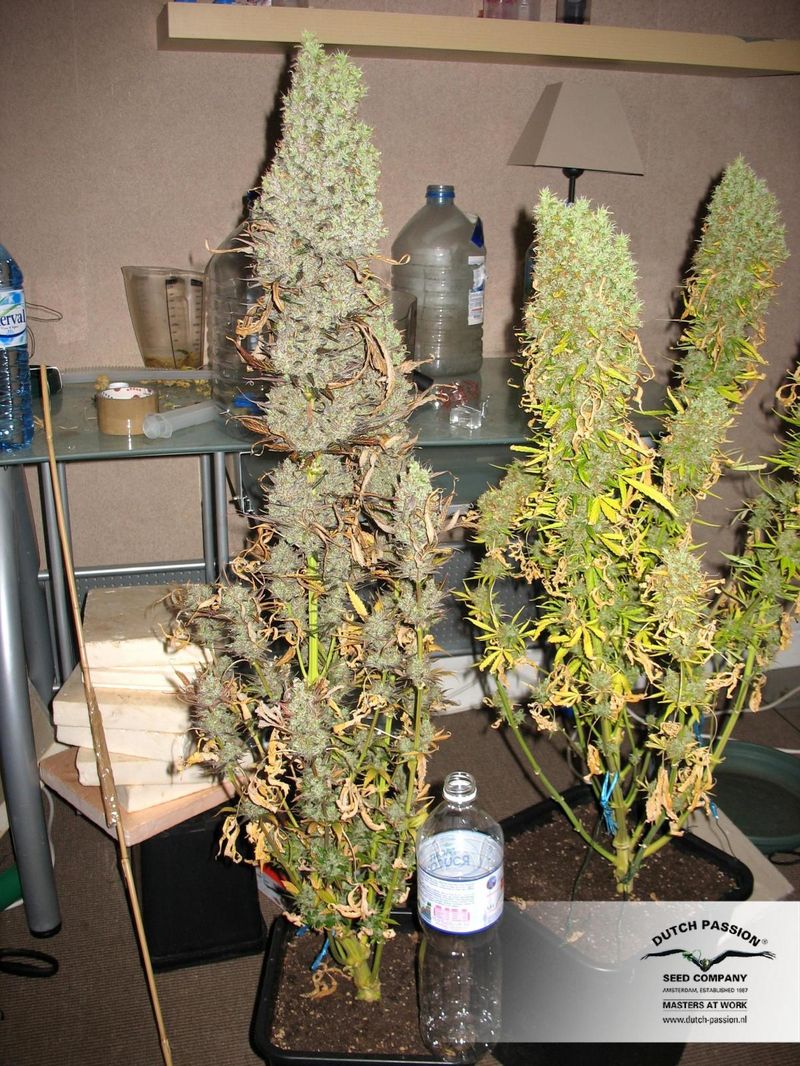 The Ultimate, Фасовка: 5, изображение 7