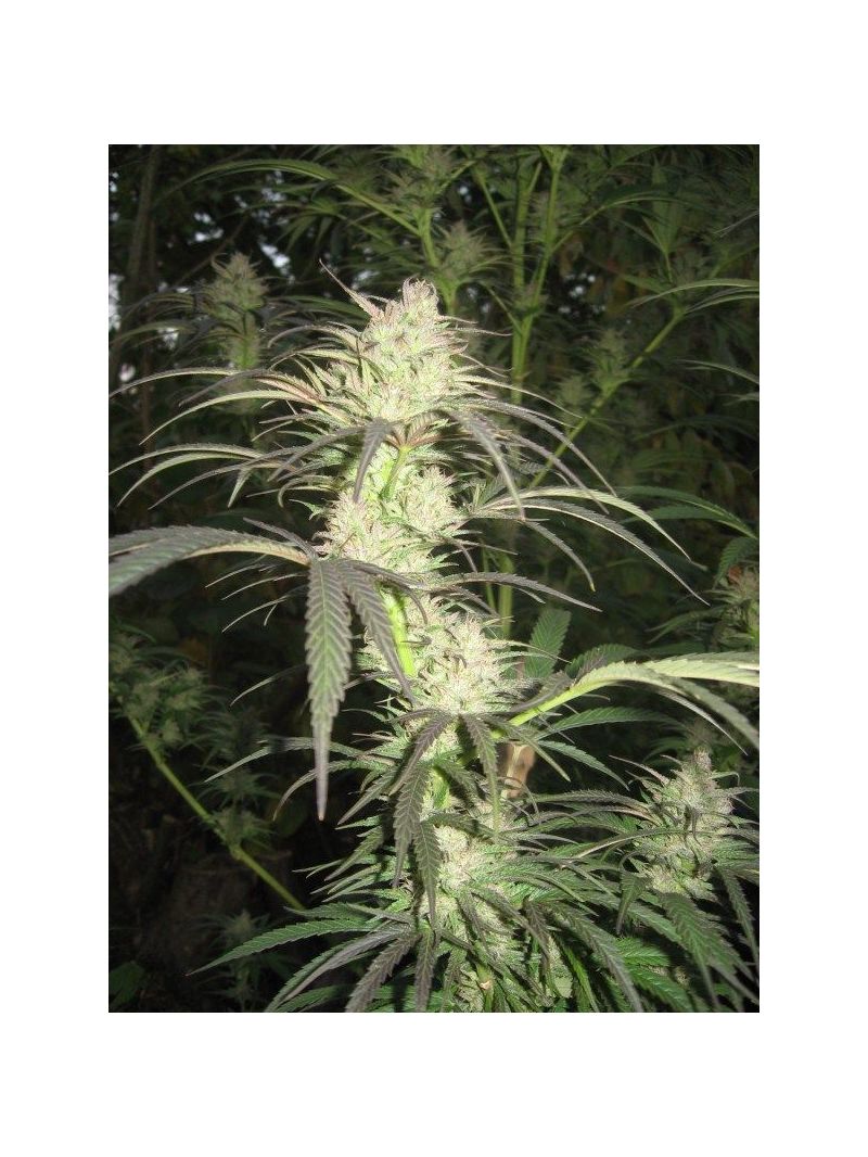 Pamir Gold, Фасовка: 3, изображение 4