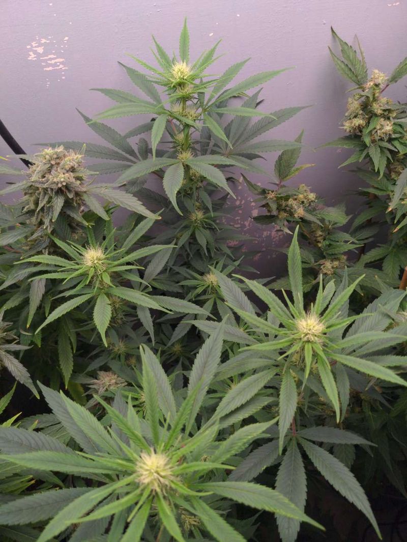 Cali Crasher, Фасовка: 3, изображение 2