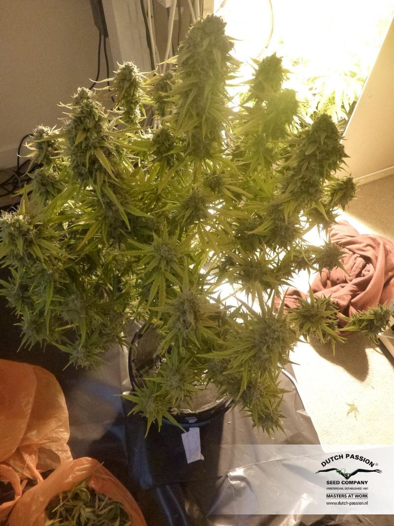 StarRyder Auto, Фасовка: 3, изображение 7