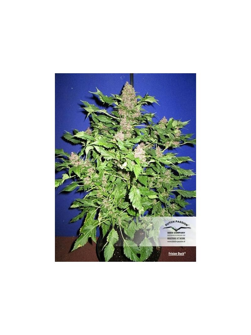 Frisian Duck, Фасовка: 3, изображение 2