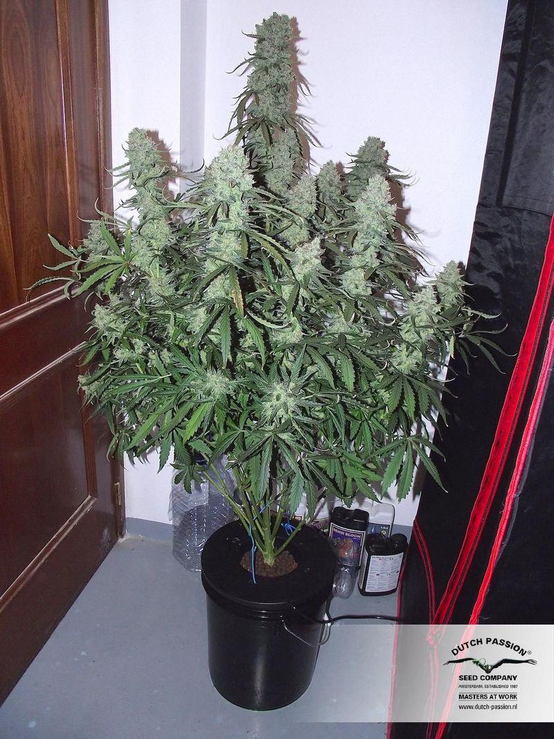 Ultimate Auto, Фасовка: 3, изображение 5