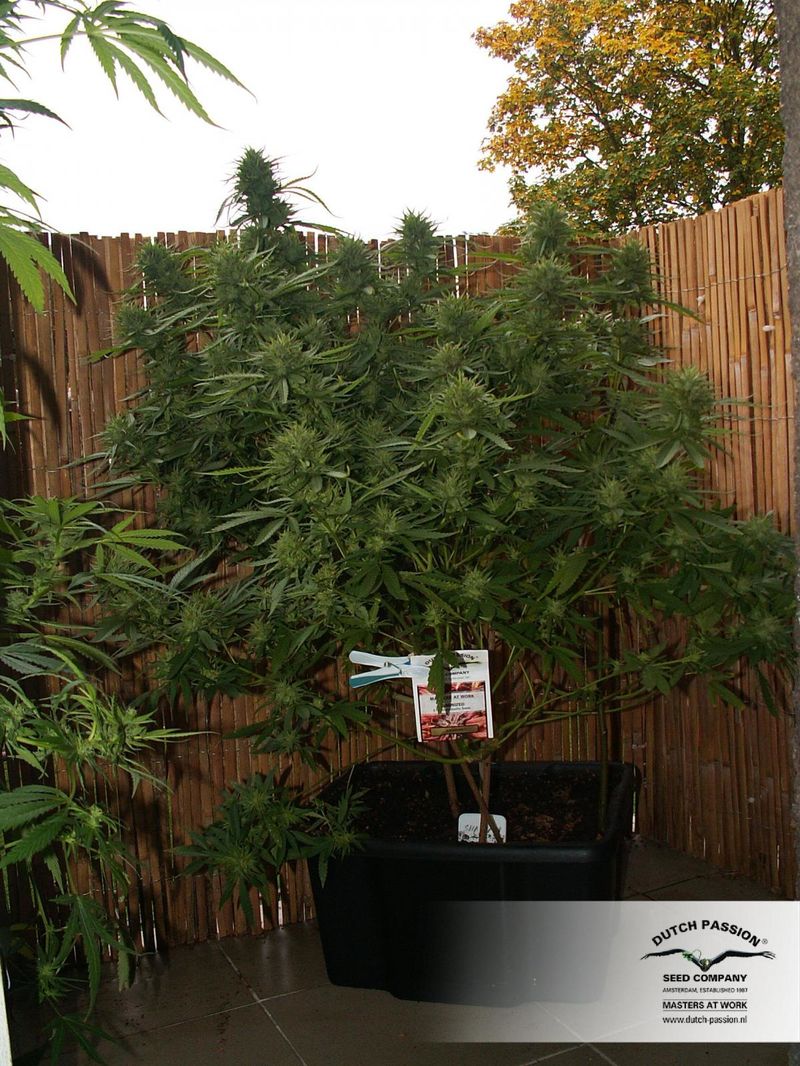 Shaman, Фасовка: 3, изображение 2