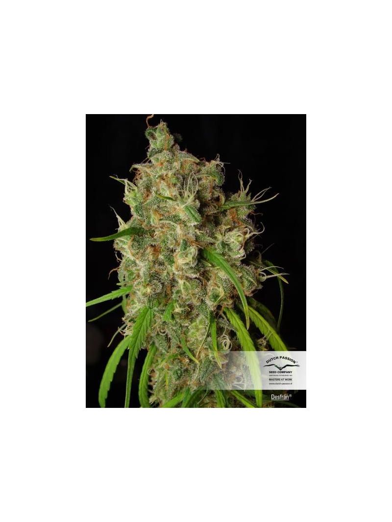 Desfran, Фасовка: 3, изображение 2