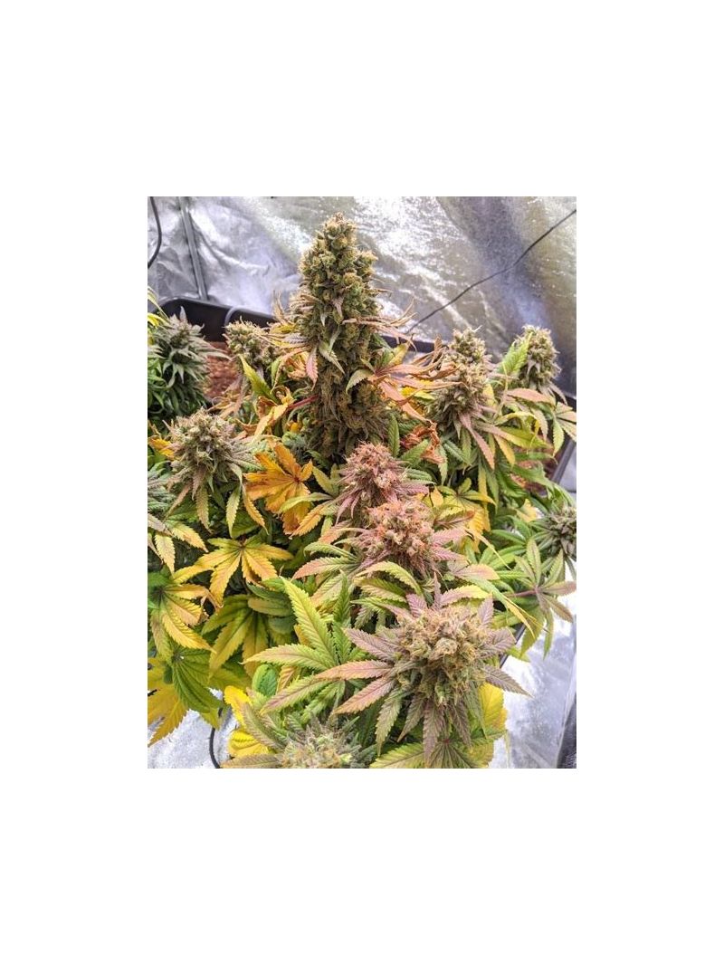 Passion Fruit, Фасовка: 3, изображение 2