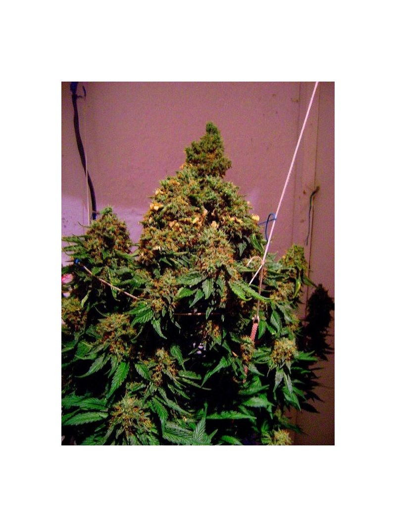 White Rhino, Фасовка: 3, изображение 4