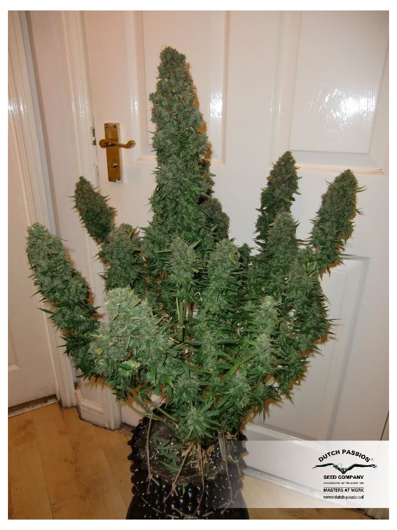 Think Different, Фасовка: 3, изображение 13