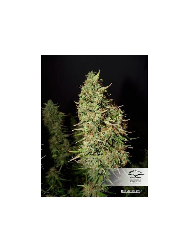 Blue Mazar Auto, Фасовка: 1, изображение 2