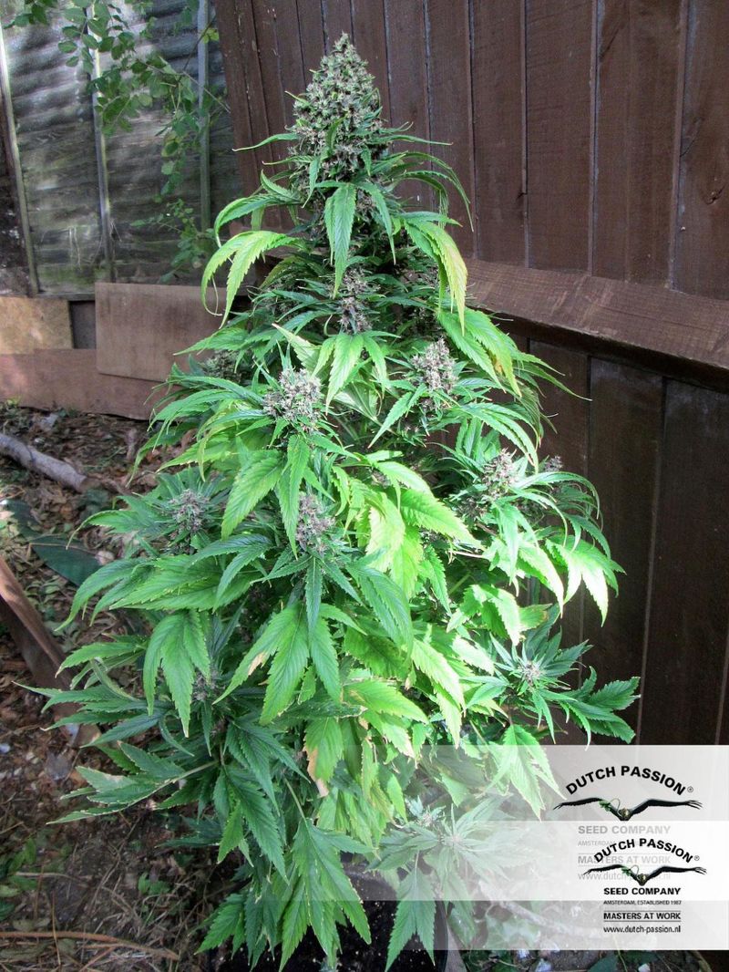 Frisian Duck, Фасовка: 3, изображение 5