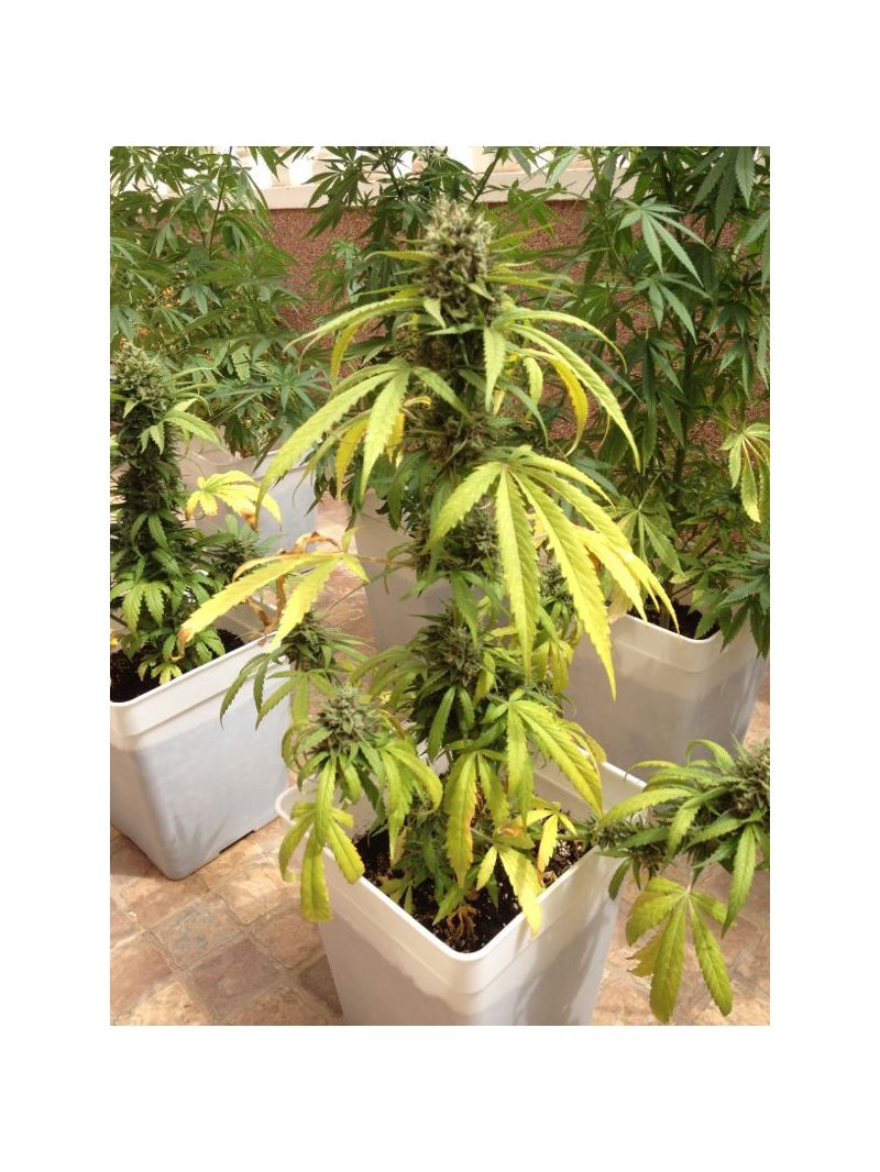 Blueberry Auto, Фасовка: 7, изображение 5