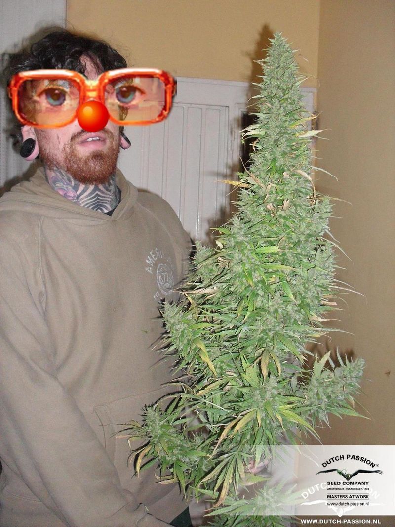 Orange Bud, Фасовка: 3, изображение 4