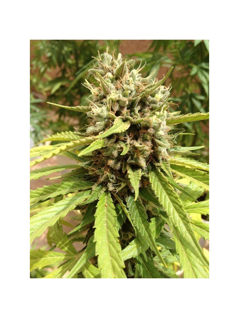 Blueberry Auto, Фасовка: 7, изображение 10