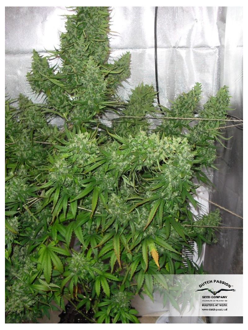 Xtreme Auto, Фасовка: 1, изображение 7