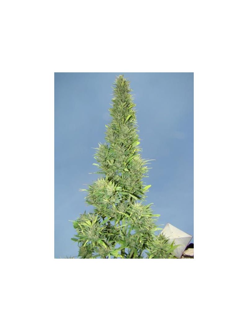 Durban Poison Auto, Фасовка: 3, изображение 2