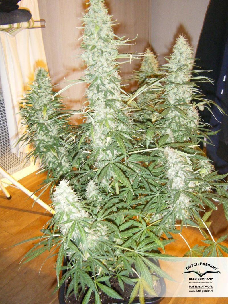 Xtreme Auto, Фасовка: 1, изображение 6